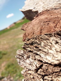 Close-up of tree trunk