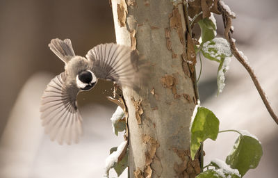 Close-up of bird flying over tree