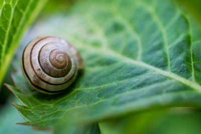 Close-up of snail on plant