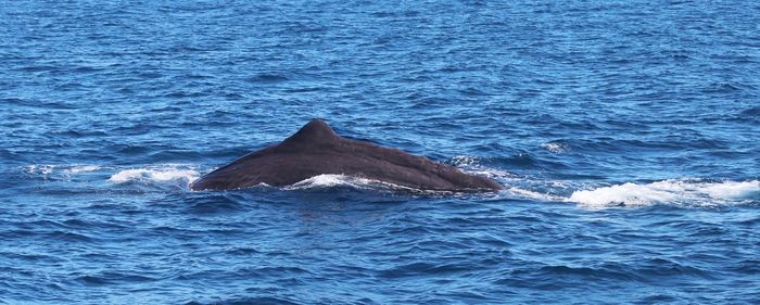 View of whale swimming in sea