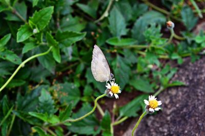 Close-up of butterfly on flower