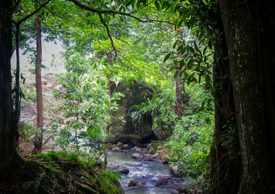 Trees and plants growing in forest