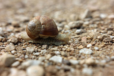 Slug with shell crawling close up on a stony dry path