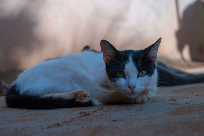 Close-up portrait of cat resting on floor