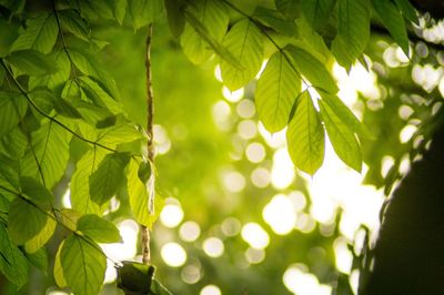 Close-up of fresh green leaves