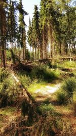 Trees growing in forest