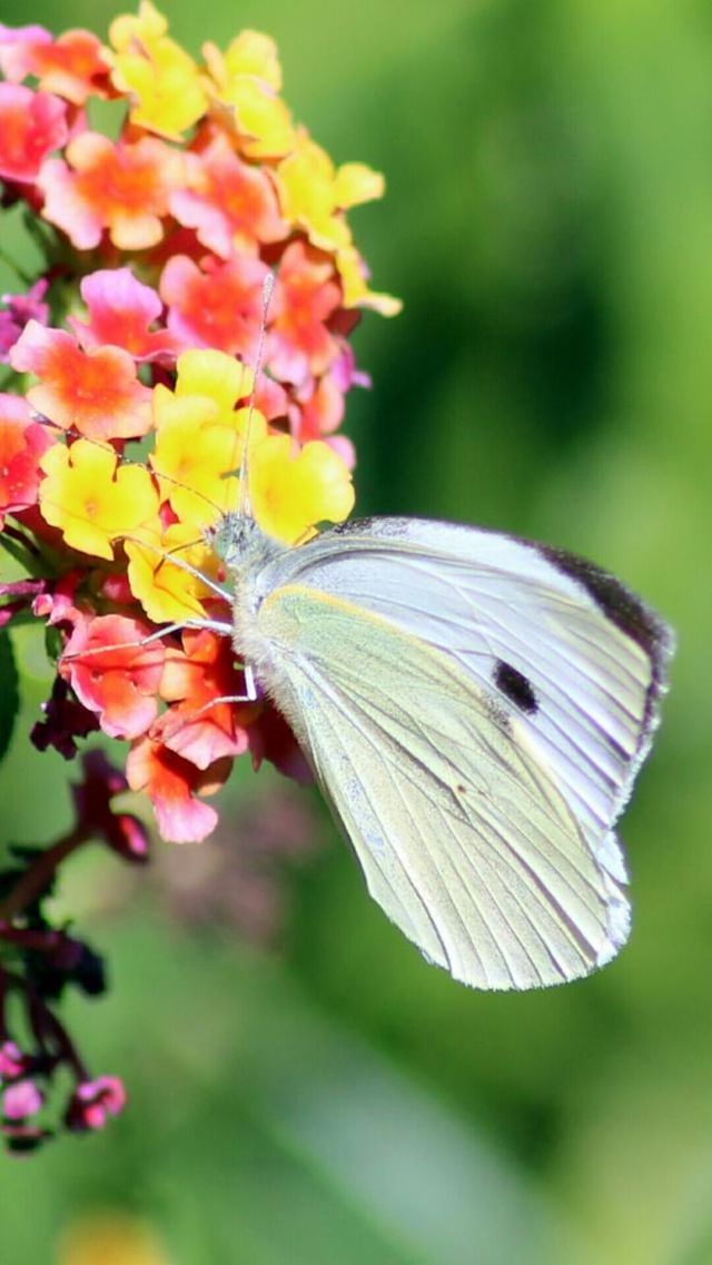 flower, insect, one animal, animals in the wild, animal themes, wildlife, fragility, butterfly - insect, freshness, focus on foreground, close-up, petal, beauty in nature, butterfly, growth, nature, plant, pollination, flower head, blooming