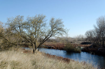 Bare trees by river against clear sky