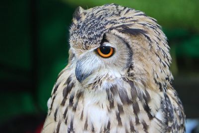 Close-up of owl