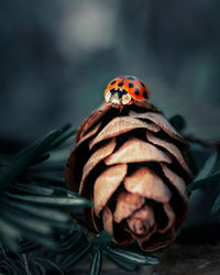 Close-up of ladybug on leaf