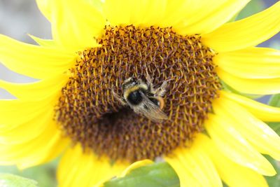 Close-up of bee pollinating on sunflower