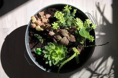 High angle view of potted plant