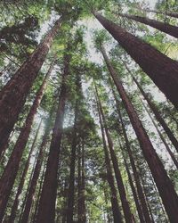 Low angle view of trees in forest