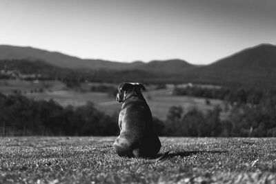 Dog on field against clear sky