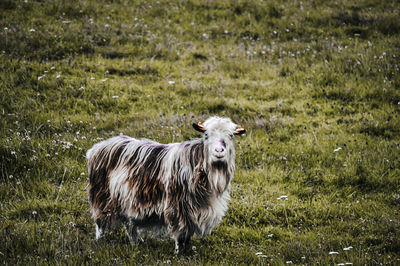 Portrait of sheep standing in field