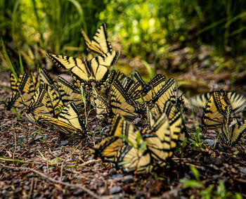 Close-up of butterfly on ground
