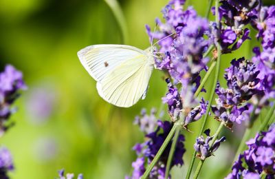 Close-up of butterfly pollinating on purple flower