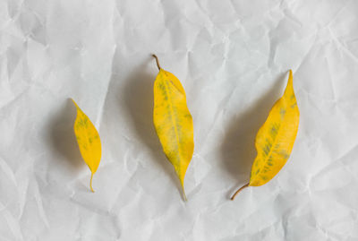 High angle view of yellow leaf on paper