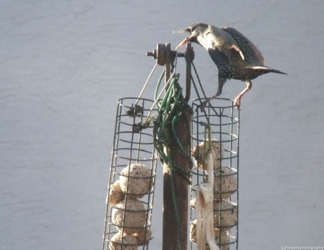 BIRD PERCHING ON POLE AGAINST WATER