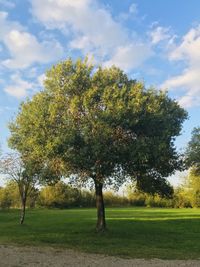 Tree on field against sky