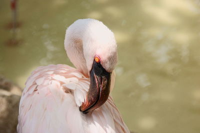 Close-up of swan in lake