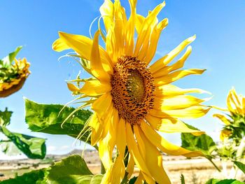 Close-up of sunflower growing on field against blue sky