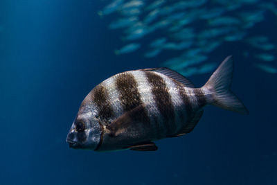 Close-up of fish swimming in sea