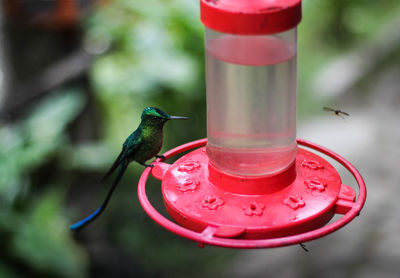 Close-up of bird perching on feeder