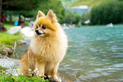 Portrait of a dog looking away