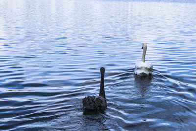 Bird swimming in lake