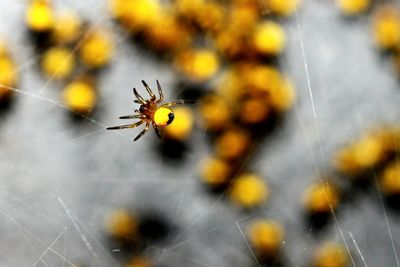 Close-up of insect