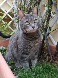 Portrait of cat sitting on grass in yard