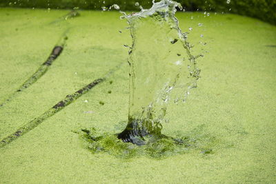 Close-up of water splashing in swamp