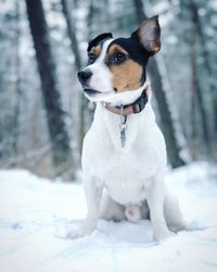 Dog sitting on snow field in forest