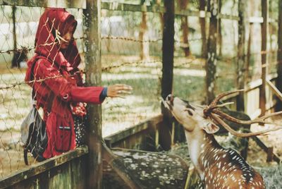 Woman touching deer through fence at zoo