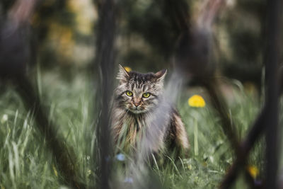 Portrait of cat by plants outdoors