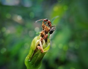 Close-up of insect on flower