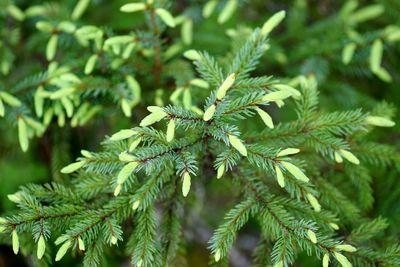 Close-up of pine tree