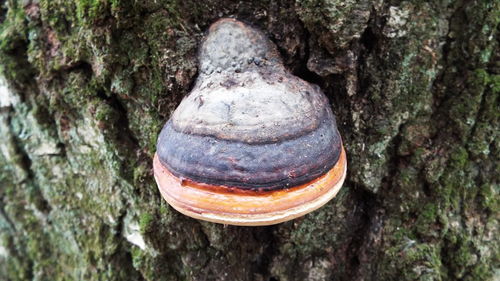 Close-up of tree trunk