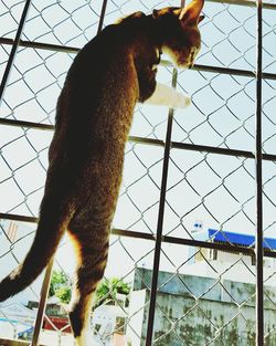 Low angle view of cat by tree against sky