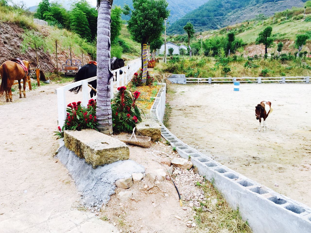 tree, domestic animals, animal themes, mammal, water, road, mountain, nature, landscape, tranquility, tranquil scene, livestock, sunlight, beauty in nature, scenics, beach, sand, shadow, day, incidental people