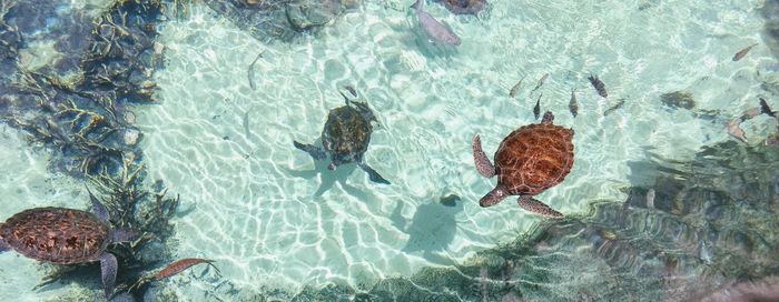 High angle view of sea turtles swimming