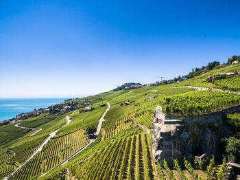 Scenic view of agricultural field against clear blue sky