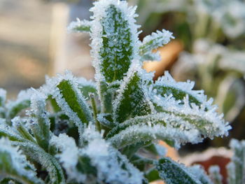 Close-up of frozen plant during winter