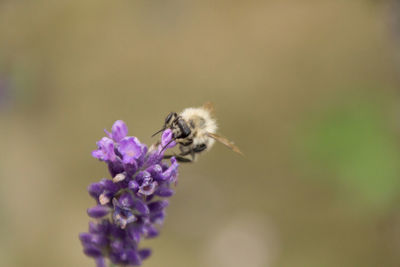 Close-up of bee on purple flower