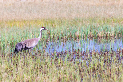 Bird on field