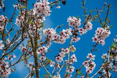 Low angle view of almond blossoms against sky on island mallorca in spring 