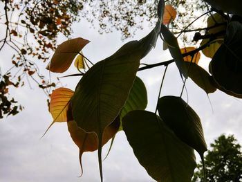 Low angle view of tree against sky