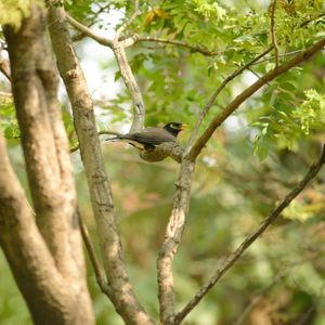 Low angle view of bird perching on branch