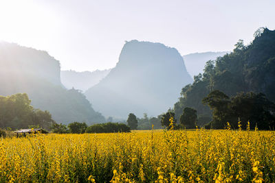 Sunn hemp field on the background of blue sky at doi nang non, chiangrai, thailand